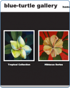 Blue-Turtle Gallery